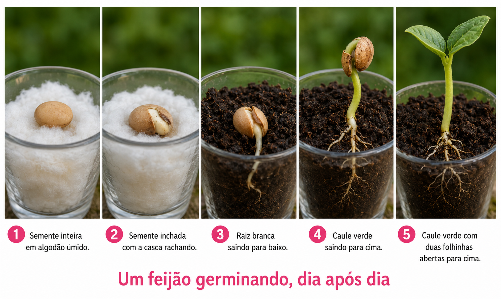 Sequência fotográfica de um feijão germinando em um copo com algodão úmido: na primeira imagem a semente inteira, depois a semente inchada com a casca rachando, depois uma raiz branca saindo para baixo e, por último, o caule verde com duas folhinhas abertas para cima.