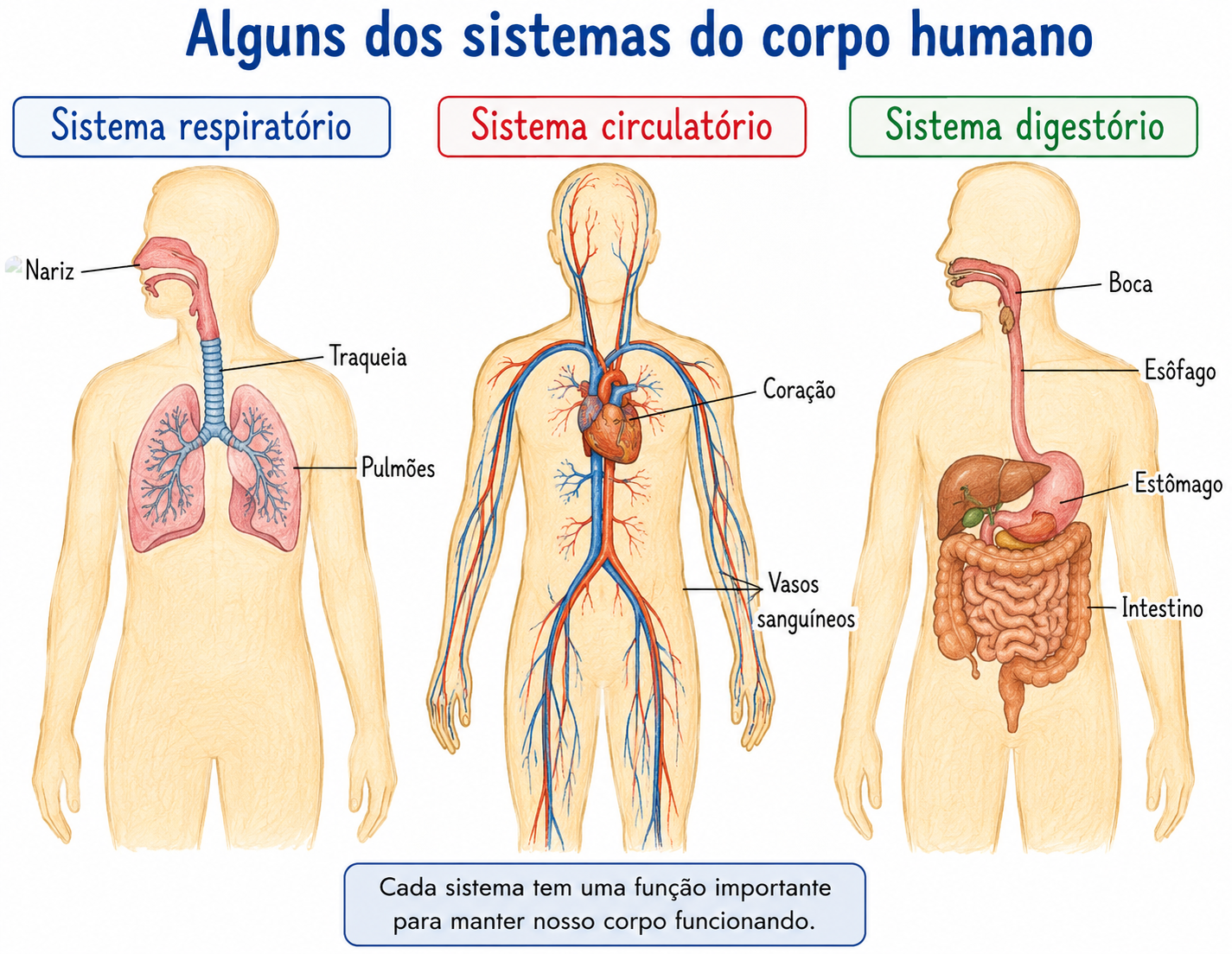 Silhueta de um corpo humano mostrada três vezes lado a lado, cada uma destacando um sistema em cor diferente: o sistema respiratório com os pulmões, o sistema circulatório com o coração e os vasos, e o sistema digestório com o estômago e o intestino.